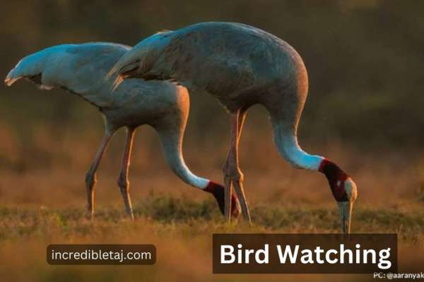 5-days-india-bird-watching-tour