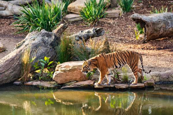 5-days-golden-triange-tour-with-ranthambore