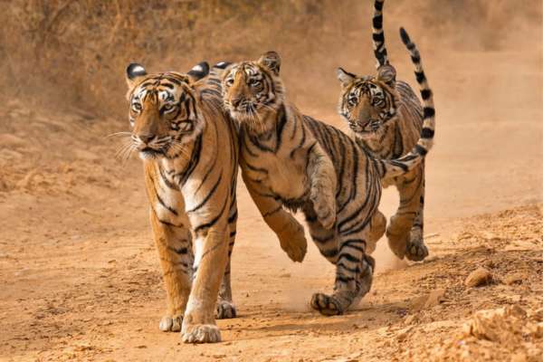 8-days-golden-traingle-with-ranthambore